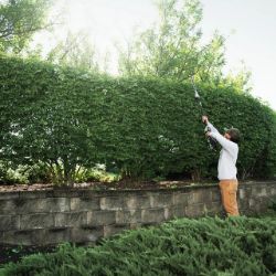EGO HTX5310-P Commercial 21" 56V Extended Pole Hedge Trimmer Tool Only (42" Shaft Length) - EGO HTX5310-P