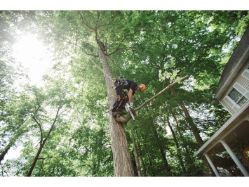 STIHL MS 151 T C-E 23.6cc Gas-Powered Lightweight Ultra-Portable Top-Handle Chainsaw (Bar & Chain Not Included) - STI MS 151 T C-E