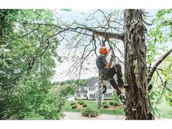 STIHL MS 201 T C-M 35.2cc In-Tree Professional Arborist Top Handle Chainsaw Power Unit (Bar & Chain Not Included) - STI MS 201 T C-M