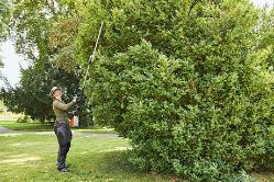 STIHL HLA 135 145 24" Long-Reach Hedge Trimmer (Battery & Charger Not Included) - STI HLA 135 145